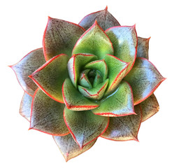 Echeveria Chinesis Succulent