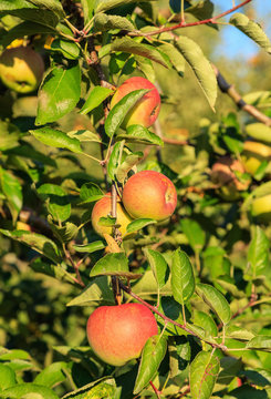 Apple tree in autumn close up, selective focus on the foreground