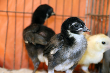 Chick in the Nursery, under the Light bulbs for warmth. Newly hatched young domestic fowl in the cage.