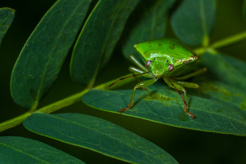 stink bug on living