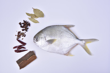 Pomfret and spices on the white background.