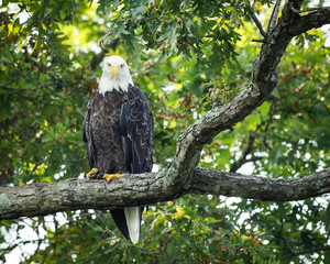 American Bald Eagle