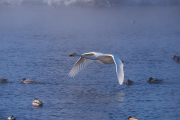 Swans fly in mist on altai lake Svetloe