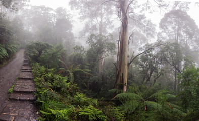 Path leading through the fog of lush rainforest