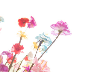 Naklejka na ściany i meble Colorful flowers selective focus. Isolated on white background
