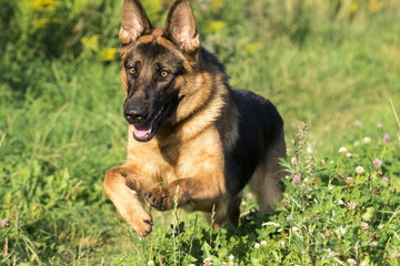 German shepherd runs in the summer park