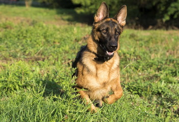 German shepherd runs in the summer park