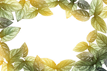 green leaves border and sunlight transparent on white background with copy space