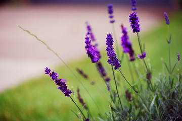 Beautiful purple flowers on the flowerbad in fall