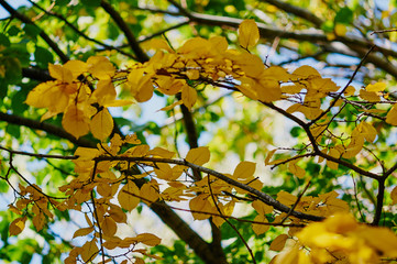 Желтеющие листья на дереве осенью