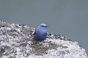 Blue Rock Thrush (Monticola solitarius)
