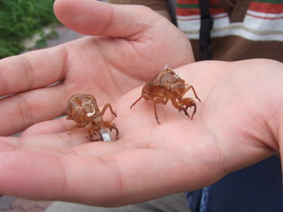 手のひらの　蝉の抜け殻　夏休み　夏　昆虫　手　子供　大自然　