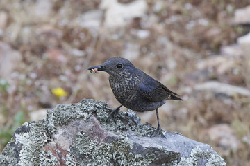 Blue Rock Thrush (Monticola solitarius)