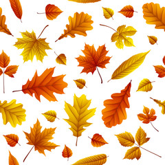 Fototapeta premium Set of autumn leaves isolated on white background