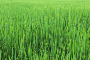 Obraz premium green rice field Thailand