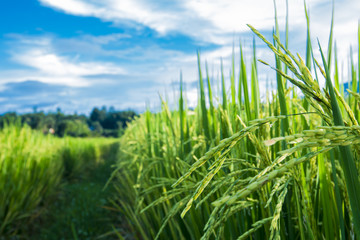 green rice field Thailand