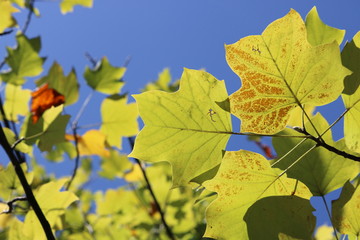 秋晴れ　ユリノキ