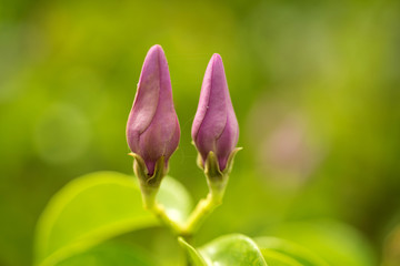 Obraz premium Close up flower