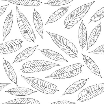 Hand drawn rowan leaves isolated on white background