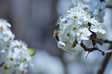 Bee on Callery Pear