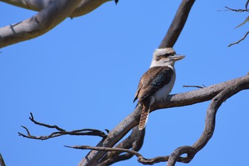 Perched Kookaburra