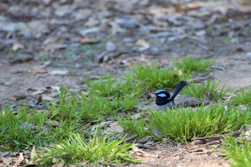 Superb Fairy Wren