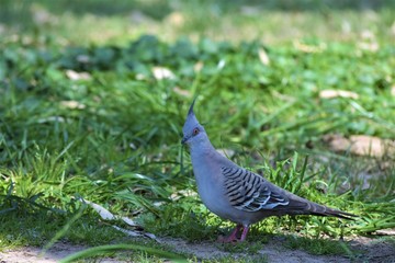 Crested Pigeon