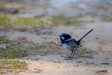 Superb Fairy Wren