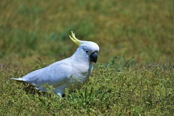 Sulphur-Crested Cockatoo