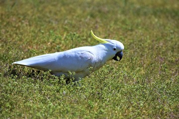 Sulphur-Crested Cockatoo