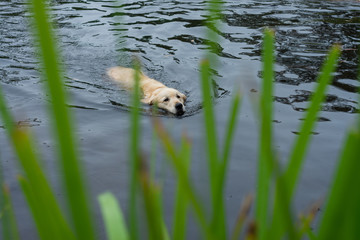 dogs swimming in a dam or lake