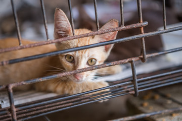 Cat in the cage