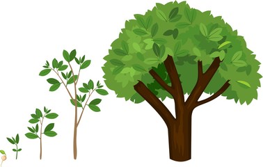 Stages of growth of a tree from a seed. Life cycle of a tree: from seed to large tree