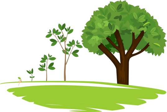 Stages of growth of a tree from a seed. Life cycle of a tree: from seed to large tree