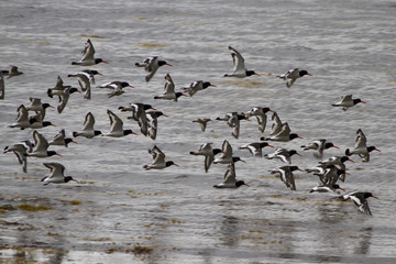 Austernfischer (Haematopus ostralegus)