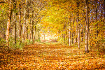 Obraz premium Autumn road