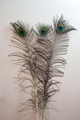 Obraz premium Colorful feathers
