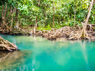 Scenic mangrove forest ecosystem with Mangrove roots and blue water at Krabi, Thailand.
