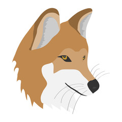 Head of fox