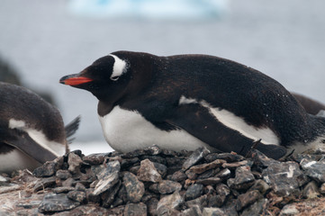 Naklejka premium Gentoo Penguins on Cuverville Island, Antarctica