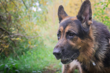 German shepherd dog in sunny autumn