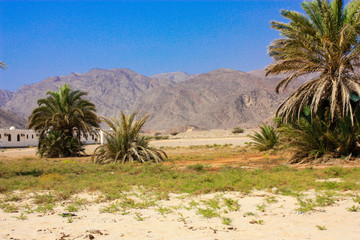 Fototapeta na wymiar desert et mer au Sinai en Egypte