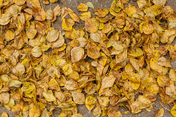 Fallen autumn leaves