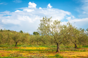 Fototapeta na wymiar Rural landscape with olive grove during a sunny day in the spring, Croatia - Istria, Europe