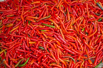 Fototapeta premium 赤とうがらし