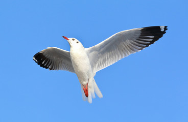 Seagull flying in the blue sky.