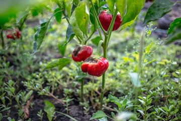 Rotten red bell pepper in the garden