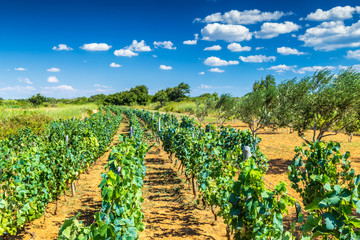 Fototapeta na wymiar A vineyard in a summer sunny landscape with a blue sky and clouds.