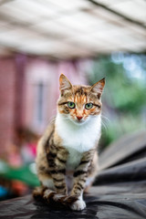 Portrait of a beautiful red-haired cat in the countryside