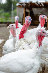 Turkey on a farm , breeding turkeys. White turkey portrait. Flock of Turkeys at the farm. Pasture raised turkey on a farm.